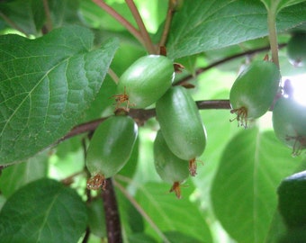 Hardy Kiwi   Actinidia arguta   100 Seeds  USA Company