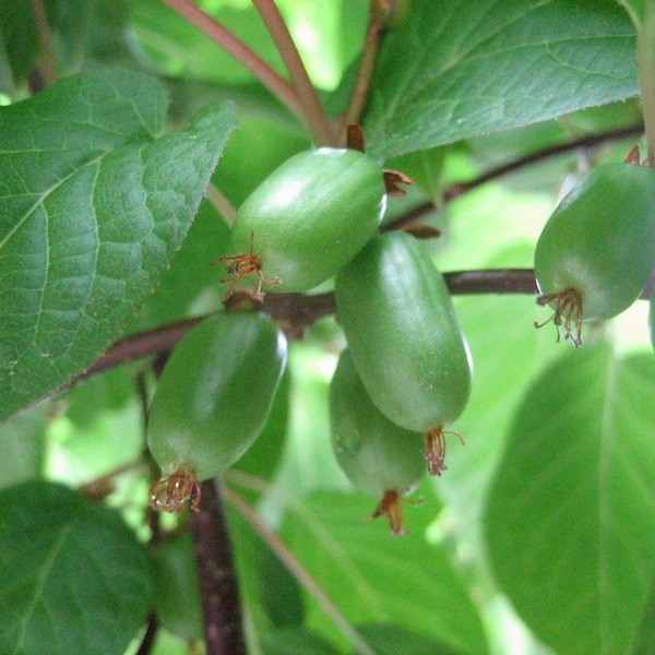 Winterharde Kiwi Actinidia arguta 500 Seeds USA Company