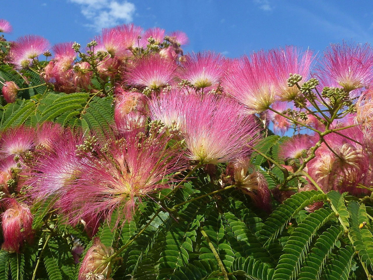 Silk Tree Mimosa Albizia Julibrissin Seeds Free Us Etsy Australia