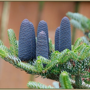 Balsam Fir Abies balsamea 10 Seeds USA Company image 4