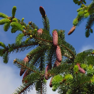 Norway Spruce Picea abies 100 Seeds USA Company image 4