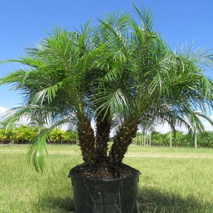 Pygmy Date Palm   Phoenix roebelenii  100 Seeds  USA Company