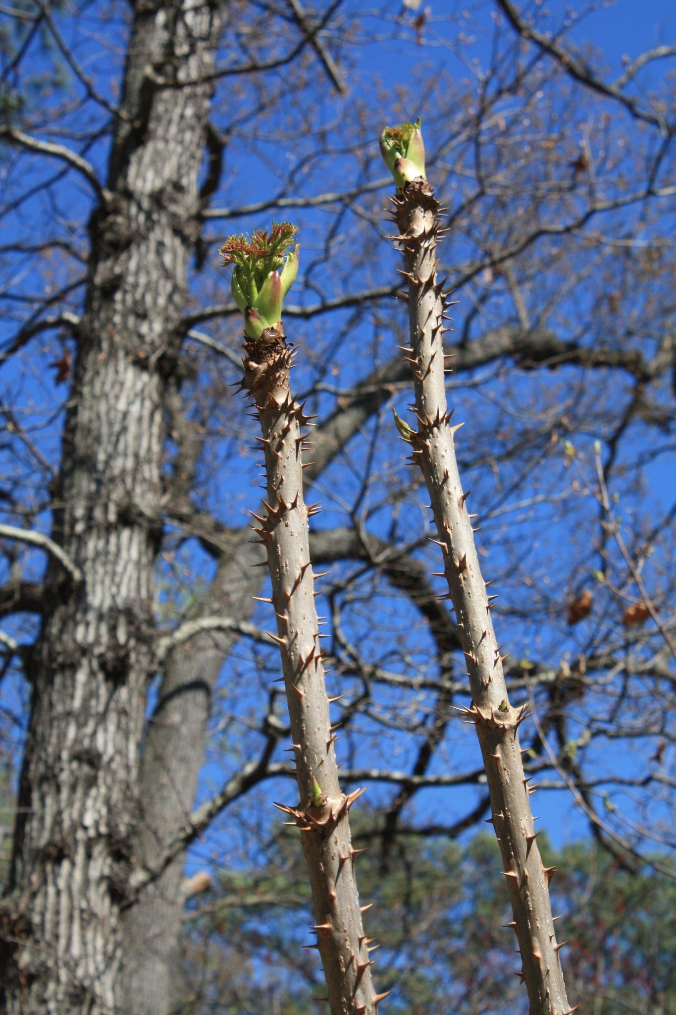 Devil's Walking Stick Aralia Spinosa 50 Seeds Etsy