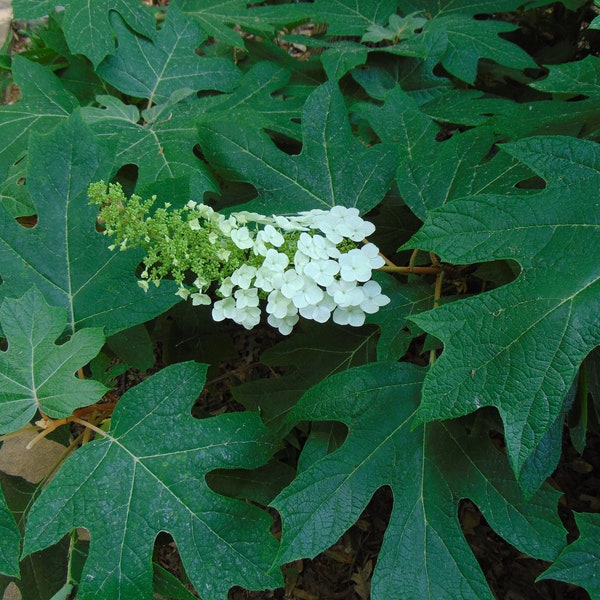 Oakleaf Hydrangea  Hydrangea quercifolia  100 Seeds  USA Company