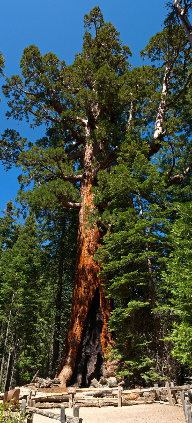 Giant Sequoia Redwood Sequoiadendron Giganteum 50 Seeds USA Company image 3