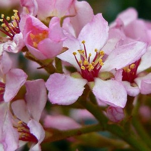 Indian Hawthorn   Rhaphiolepis indica   50 Seeds  USA Company