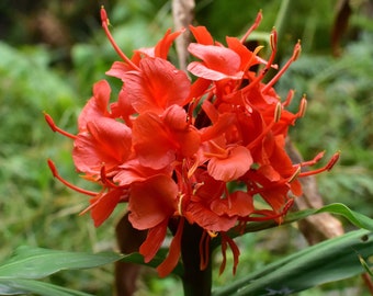 Red Ginger  Hedychium rubrum  10 Seeds  USA Company