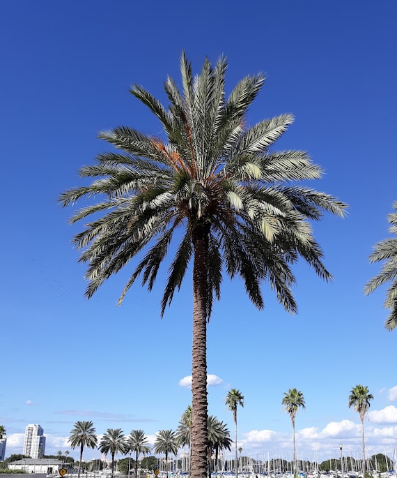 現物「ナツメヤシ」10号 H100cm Phoenix dactylifera Phoenix