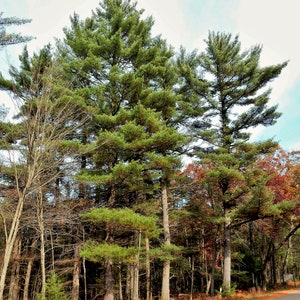 Eastern White Pine Pinus strobus 20 Seeds USA Company image 3