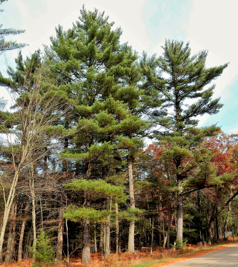 Eastern White Pine Pinus strobus 20 Seeds USA Company image 3