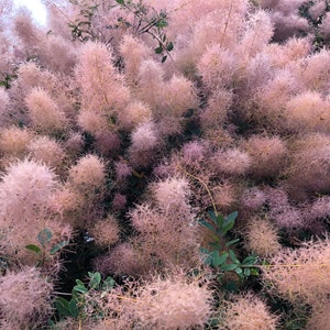 Smoke Tree   Cotinus coggygria   100 Seeds  USA Company