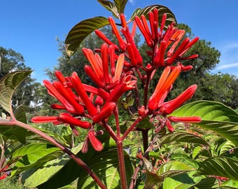 Firebush  Hamelia patens  100 Seeds