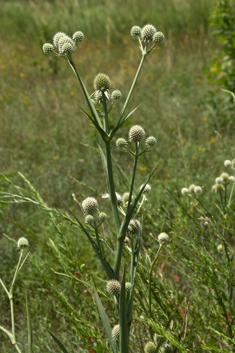 Rattlesnake Master Eryngium Yuccifolium 10 Seeds free US Etsy