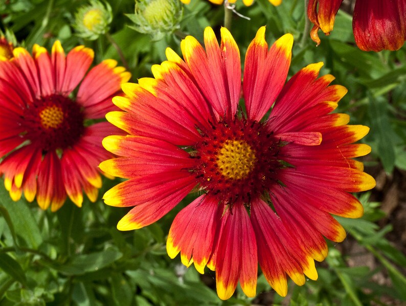 Blanket Flower Gaillardia x grandiflora Organic 10 Seeds Etsy