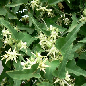 Milkweed Vine Latex Plant Morrenia odorata 50 Seeds USA Company image 5