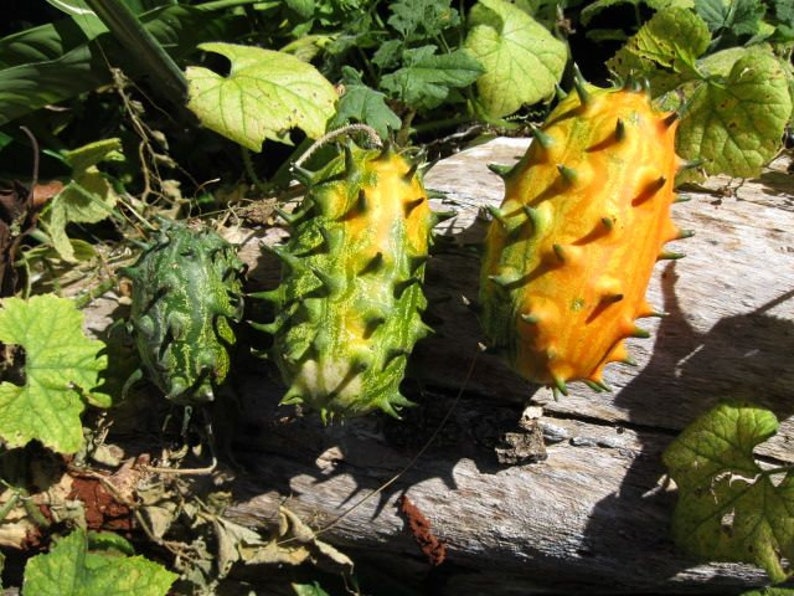 Horned Melon Kiwano Cucumis metuliferus 20 Seeds USA Company image 4