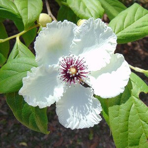 Silky Camellia  Stewartia malacodendron  10 Seeds  USA Company