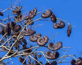 Affe Earpod Baum Enterolobium contortisiliquum 20 Samen USA der Firma
