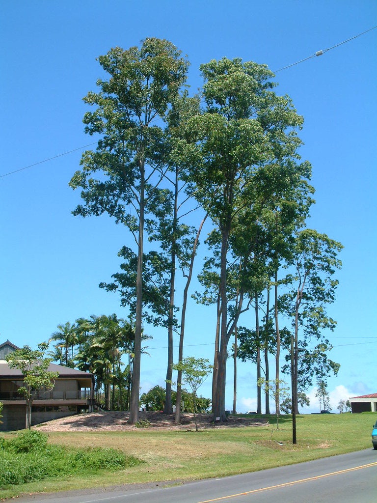 Rainbow Eucalyptus Deglupta - Mindanao Gum for sale South Florida 🌳