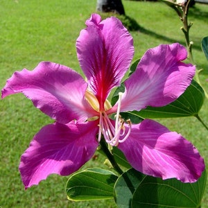 Orchid Tree   Bauhinia variegata  20 Seeds  USA Company