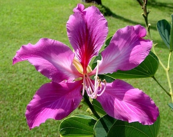 Orchid Tree   Bauhinia variegata  20 Seeds  USA Company