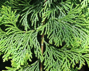 Hinoki Cypress   Chamaecyparis obtusa  20 Seeds  USA Company