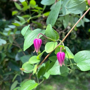 Flor de cuero rosa Clematis glaucophylla 50 semillas USA Company imagen 2