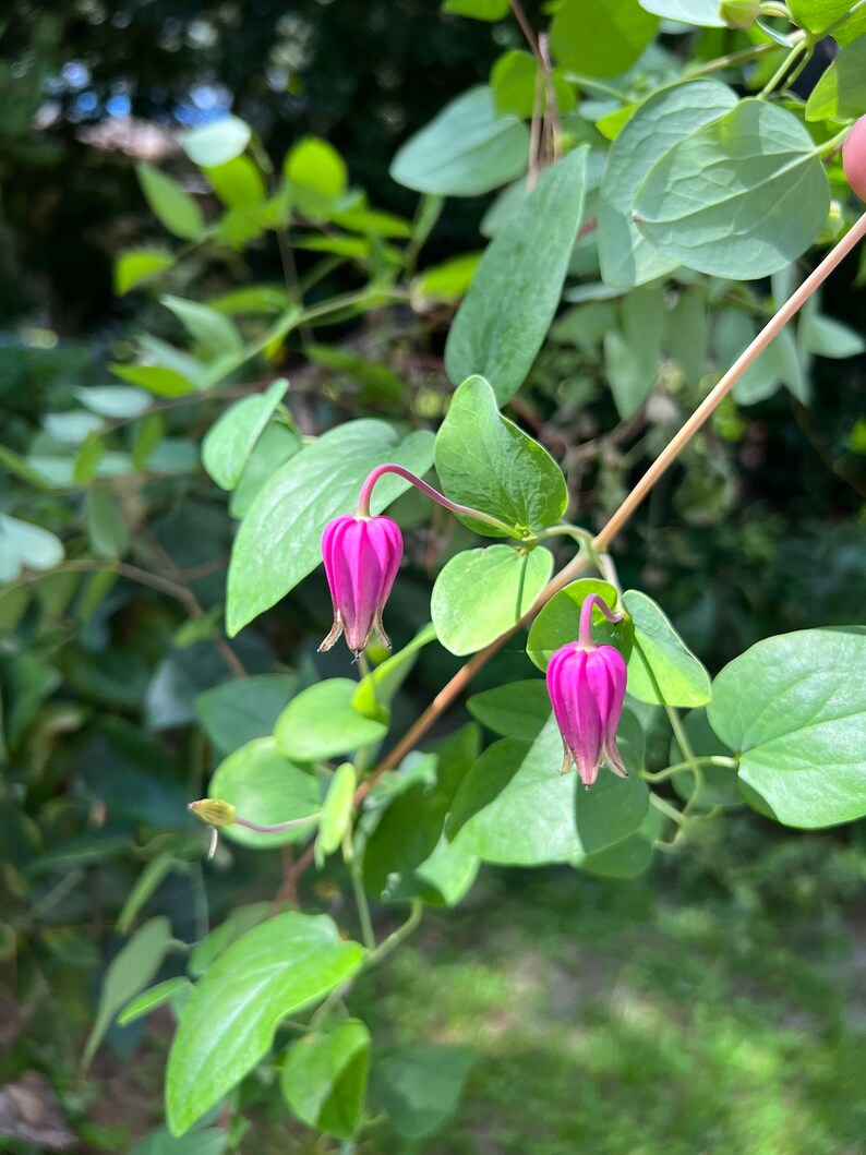 Flor de cuero rosa Clematis glaucophylla 50 semillas USA Company imagen 2
