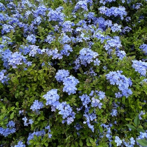 Plumbago Cape Leadplant Plumbago auriculata 20 Seeds USA Company image 4