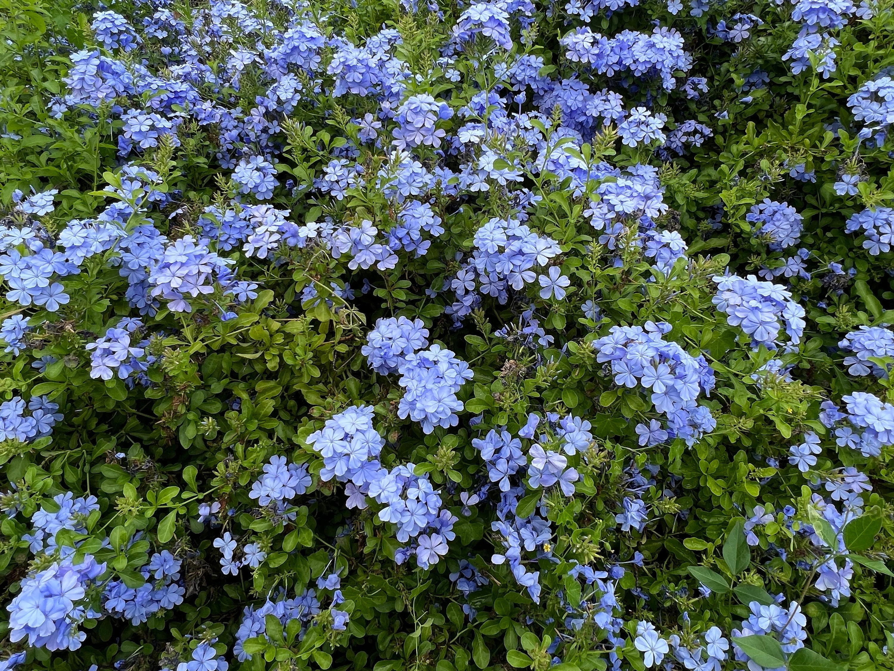 ルドゥーテ プルンバゴ「Plumbago caerulea」　額縁絵 ルドゥーテ プルンバゴ「Plumbago caerulea」 額縁絵