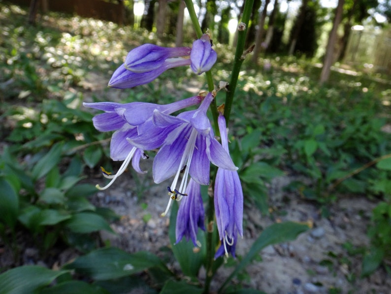 Blue Plantain Lily Hosta ventricosta 50 Seeds USA Company image 2