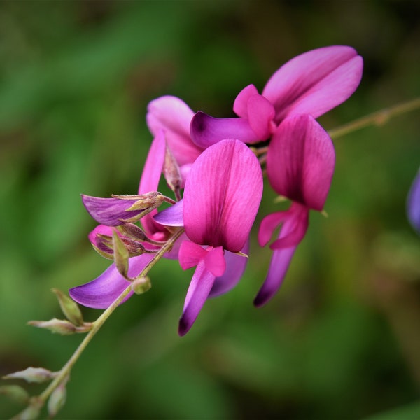 Bush Clover   Lespedeza bicolor   200 Seeds  USA Company