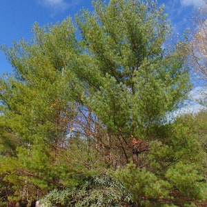 Eastern White Pine Pinus strobus 20 Seeds USA Company image 4