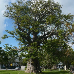 African Baobab Adansonia digitata 10 Seeds USA Company image 7