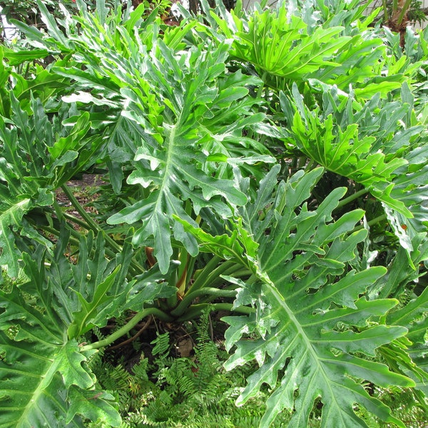 Árbol Philodendron Philodendron selloum 100 Semillas USA Company