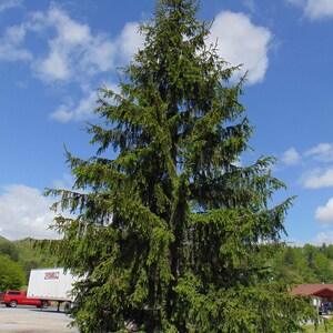 Norway Spruce Picea abies 100 Seeds USA Company image 2