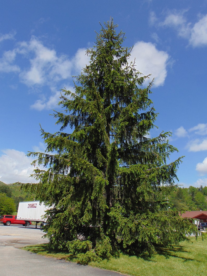 Norway Spruce Picea abies 100 Seeds USA Company image 2