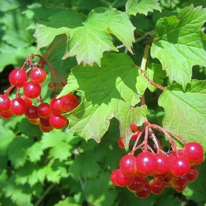 Guelder Rose  Viburnum opulus  100 Seeds