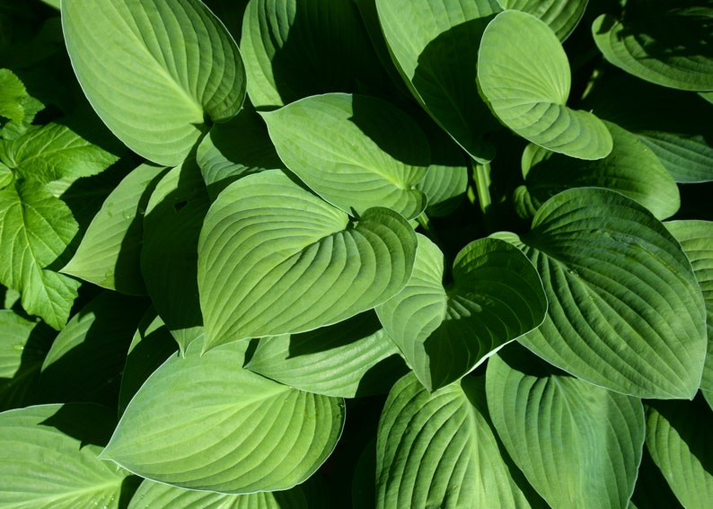 Blue Plantain Lily Hosta ventricosta 50 Seeds USA Company image 5