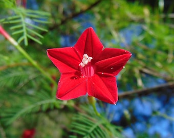 Hummingbird Vine   Cypress Vine   Ipomoea quamoclit  20 Seeds  USA Company