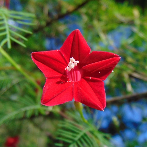 Hummingbird Vine   Cypress Vine   Ipomoea quamoclit  20 Seeds  USA Company