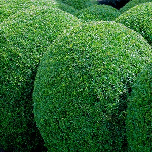 Common Boxwood   Boxwood   Buxus sempervirens   200 Seeds  USA Company