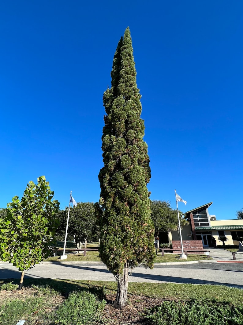 Italian Cypress Cupressus sempervirens 100 Seeds USA Company image 2