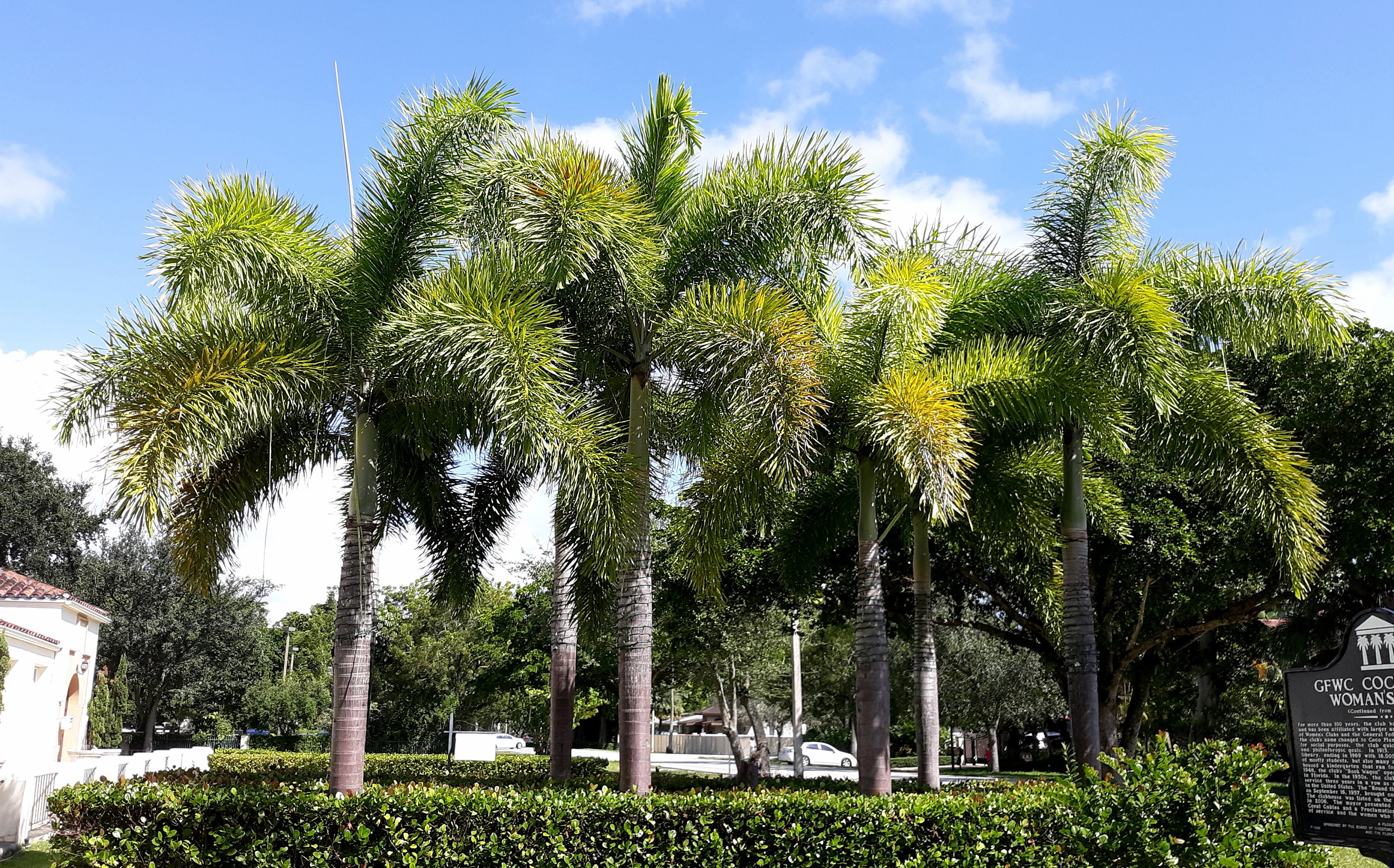 Foxtail Palm Wodyetia bifurcata 10 Seeds Free Shipping Etsy