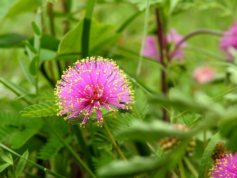 Sensitive Plant Mimosa pudica 500 Seeds USA Company image 2