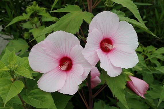 マロウ 種 100粒以上!! コモンマロウがコモンセンスを打ち砕く