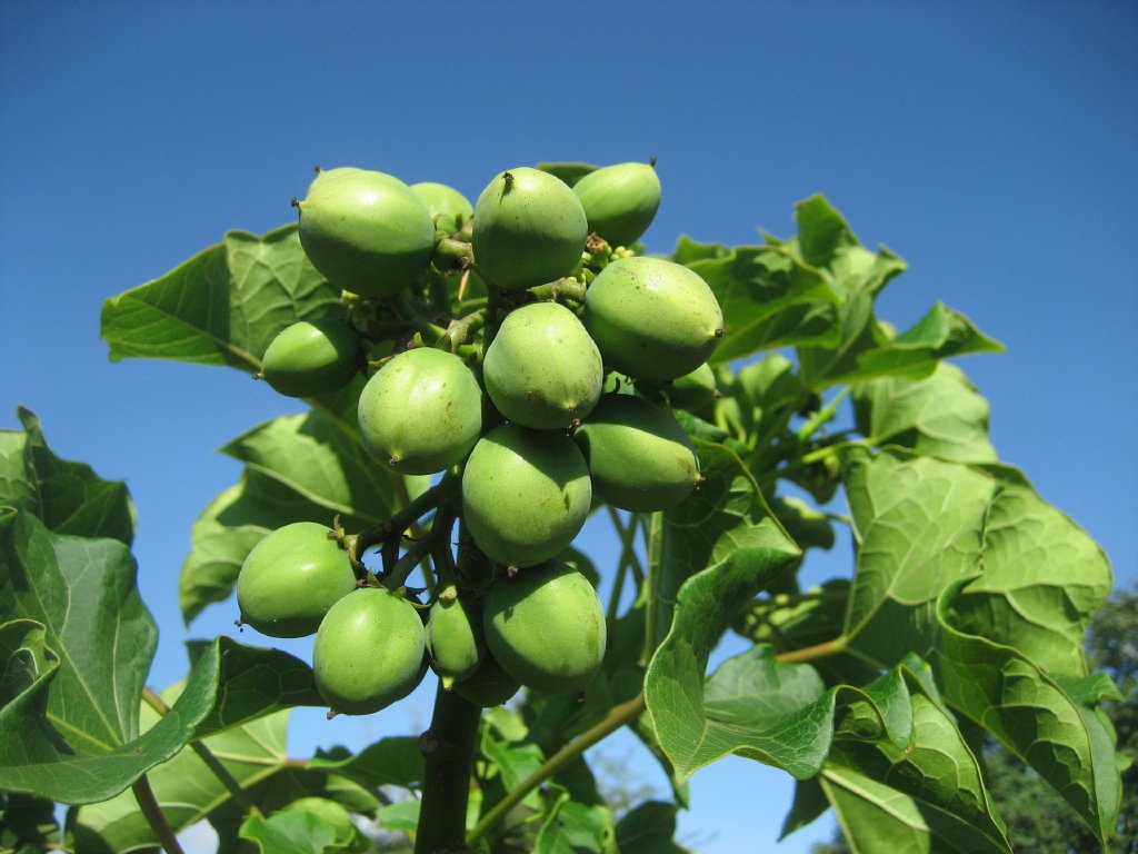 Physic Nut  Barbados Nut  Jatropha curcas  10 Seeds