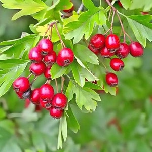 English Hawthorn Crataegus monogyna 20 Seeds USA Company image 3