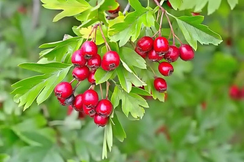 English Hawthorn Crataegus monogyna 20 Seeds USA Company image 3