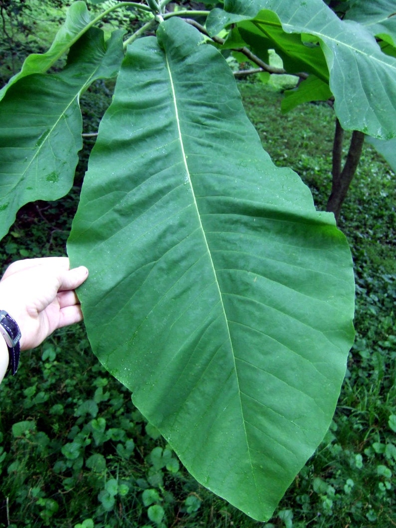 Bigleaf Magnolia Magnolia macrophylla 10 Seeds USA Company image 7